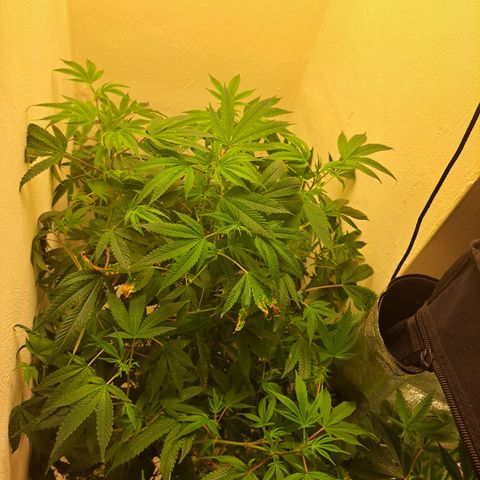 Gg#4 (josey cut) growlog timeline photo