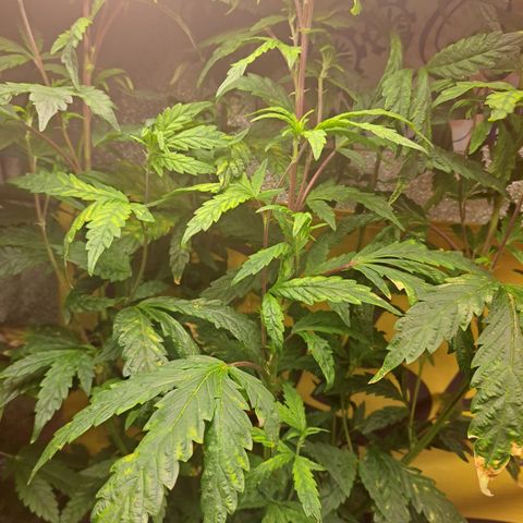 Krillins Kush growlog timeline photo