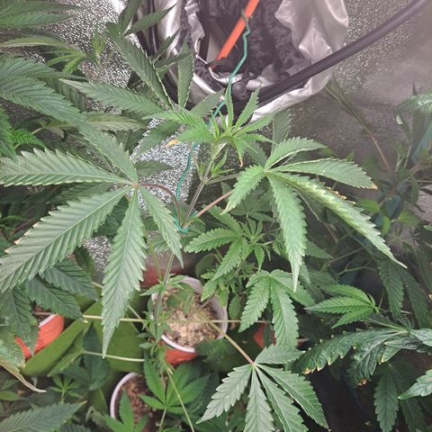 Malibu's Most Wanted growlog timeline photo