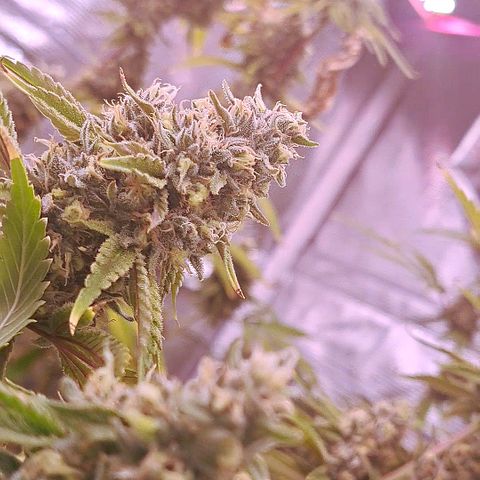 Stankasaurus  growlog timeline photo