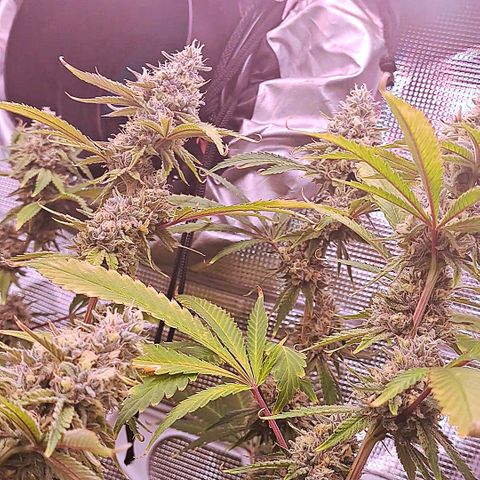 Stankasaurus  growlog timeline photo
