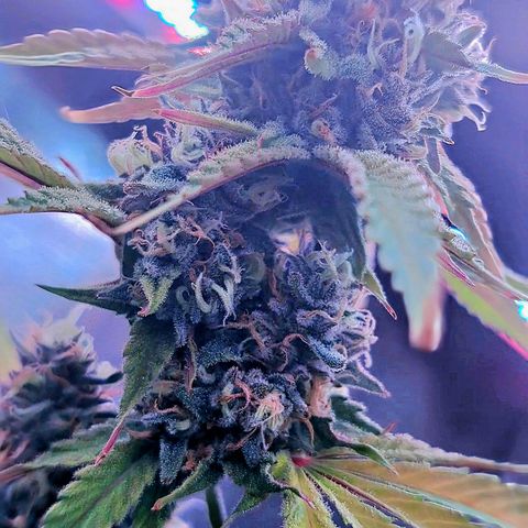 Stankasaurus  growlog timeline photo