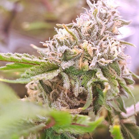 Stankasaurus  growlog timeline photo
