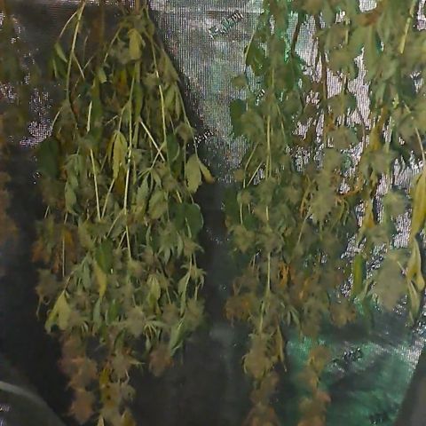 Stankasaurus  growlog timeline photo