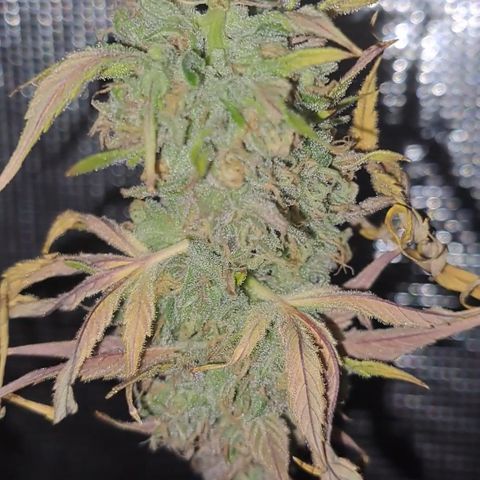 Stankasaurus  growlog timeline photo