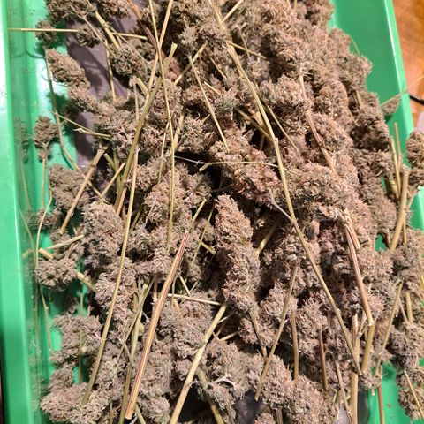 Stankasaurus  growlog timeline photo