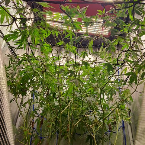 Gg#4 (josey cut) growlog timeline photo