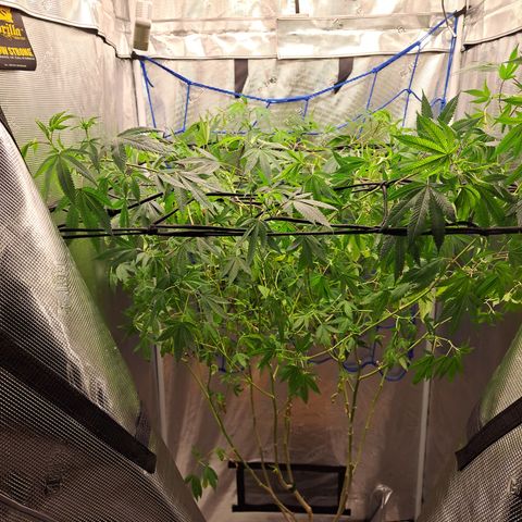 Gg#4 (josey cut) growlog timeline photo