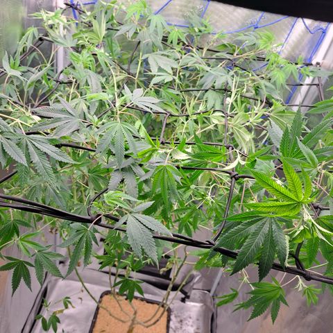 Gg#4 (josey cut) growlog timeline photo
