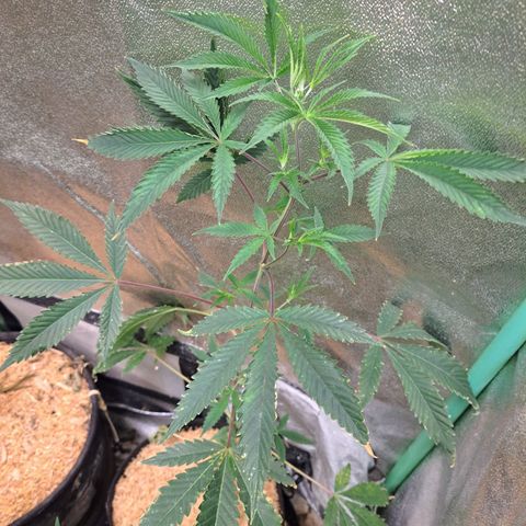 Malibu's Most Wanted growlog timeline photo