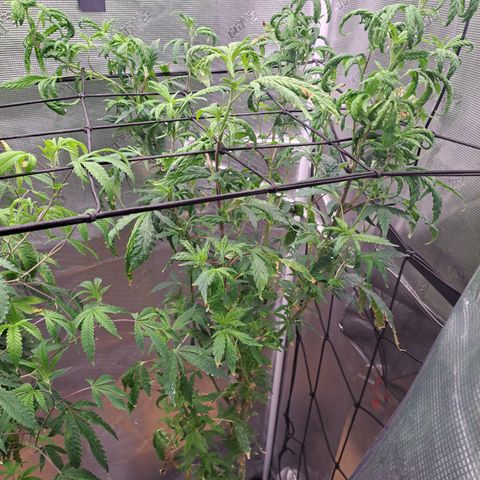 Krillins Kush growlog timeline photo