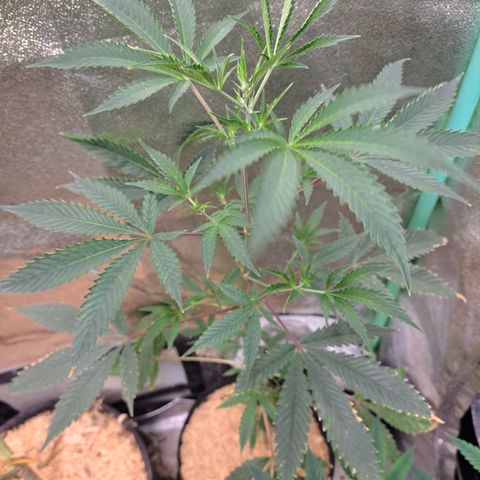 Malibu's Most Wanted growlog timeline photo