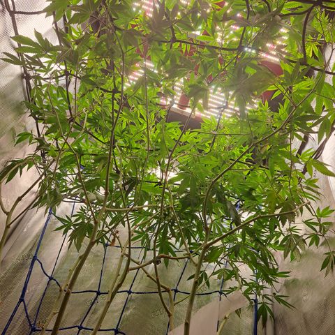 Gg#4 (josey cut) growlog timeline photo