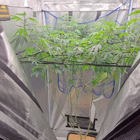 Gg#4 (josey cut) growlog timeline photo