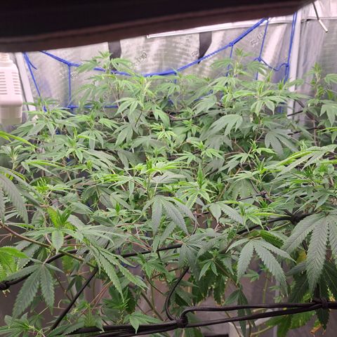 Gg#4 (josey cut) growlog timeline photo