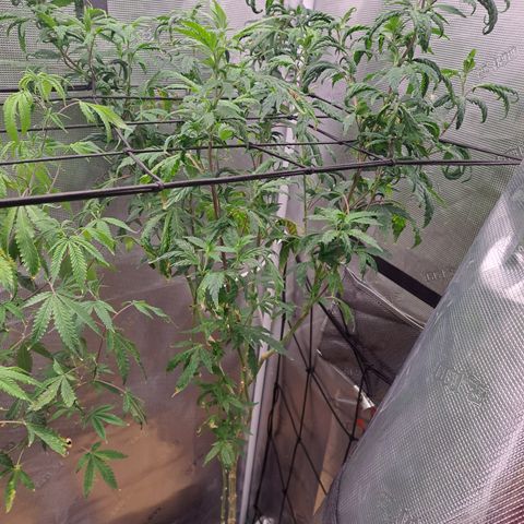 Krillins Kush growlog timeline photo