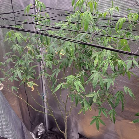 Pink Banana Trufflez growlog timeline photo