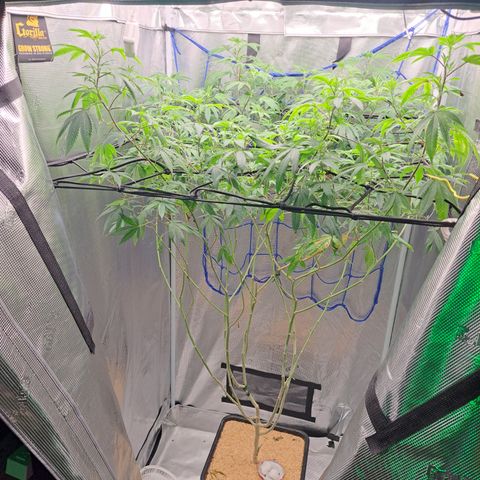 Gg#4 (josey cut) growlog timeline photo