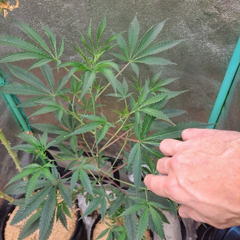 Malibu's Most Wanted growlog timeline photo
