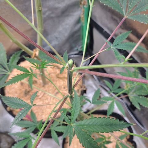 Malibu's Most Wanted growlog timeline photo
