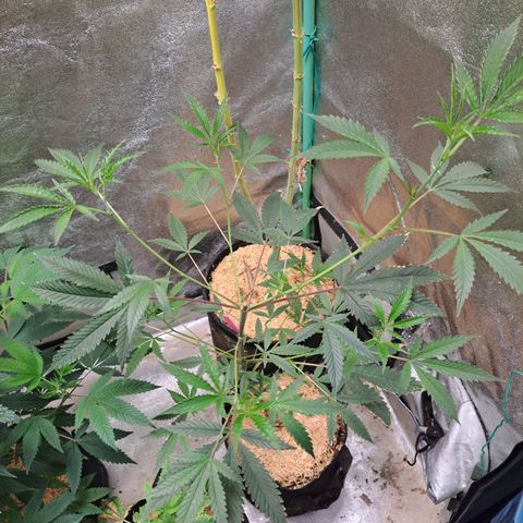 Malibu's Most Wanted growlog timeline photo