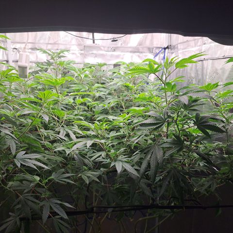 Gg#4 (josey cut) growlog timeline photo