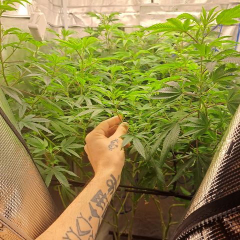 Gg#4 (josey cut) growlog timeline photo