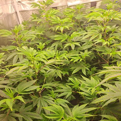 Gg#4 (josey cut) growlog timeline photo