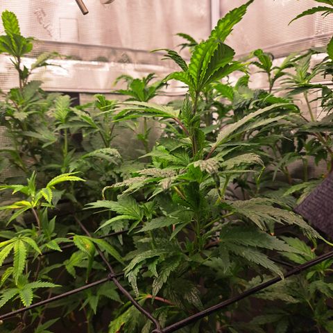Krillins Kush growlog timeline photo