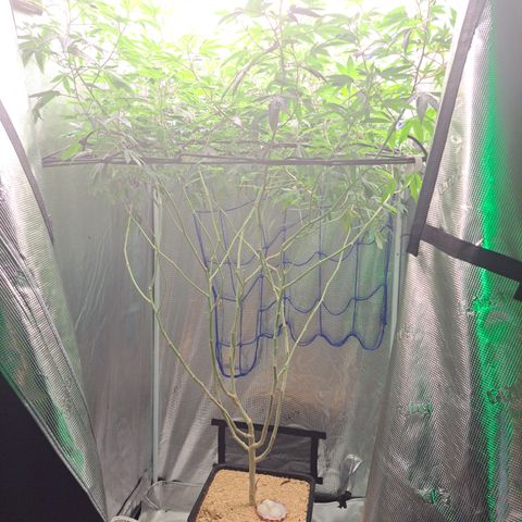 Gg#4 (josey cut) growlog timeline photo