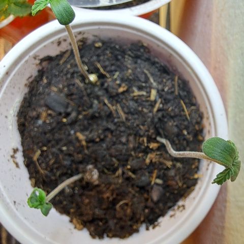 Purple Satellite x Peanut Butter Poop growlog timeline photo