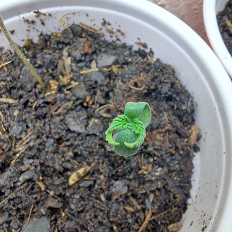 Purple Satellite x Peanut Butter Poop growlog timeline photo