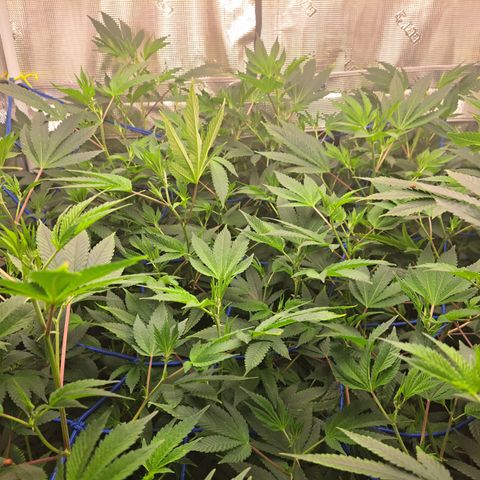 Gg#4 (josey cut) growlog timeline photo