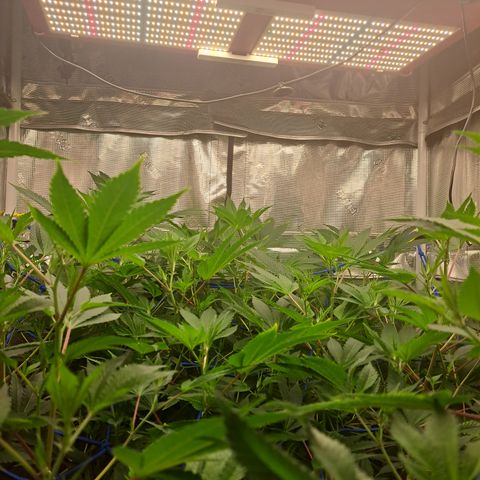 Gg#4 (josey cut) growlog timeline photo