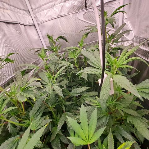 Krillins Kush growlog timeline photo