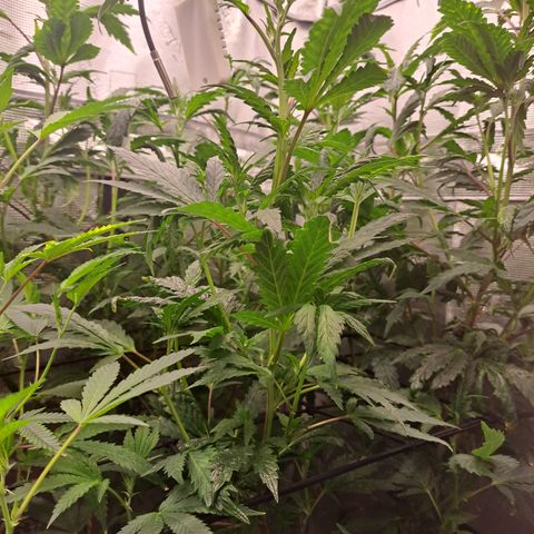 Krillins Kush growlog timeline photo