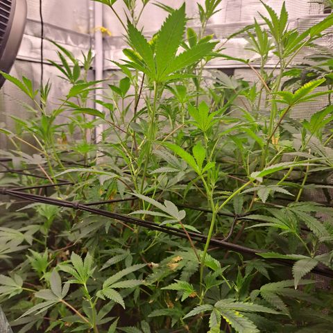 Pink Banana Trufflez growlog timeline photo