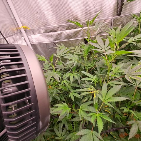 Pink Banana Trufflez growlog timeline photo
