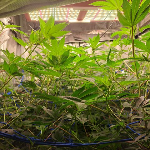 Gg#4 (josey cut) growlog timeline photo