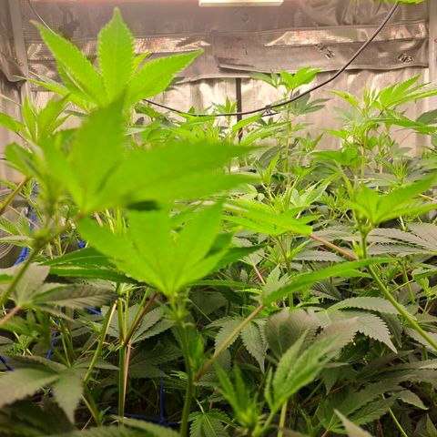 Gg#4 (josey cut) growlog timeline photo