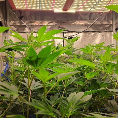Gg#4 (josey cut) growlog timeline photo