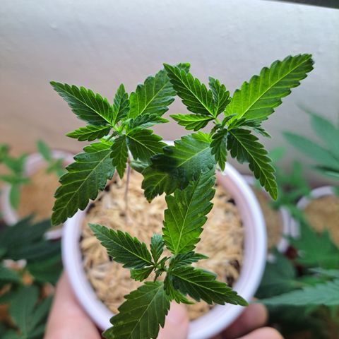 Purple Satellite x Peanut Butter Poop growlog timeline photo