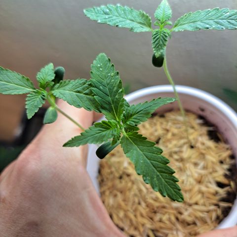 Jiffy Breath x Peanut Butter Poop  growlog timeline photo