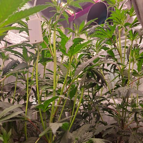 Krillins Kush growlog timeline photo