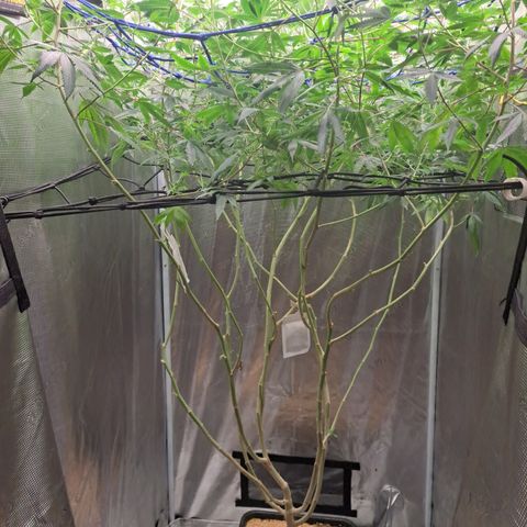 Gg#4 (josey cut) growlog timeline photo