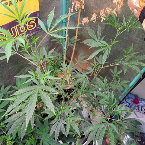 Malibu's Most Wanted growlog timeline photo