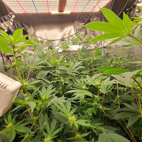 Gg#4 (josey cut) growlog timeline photo