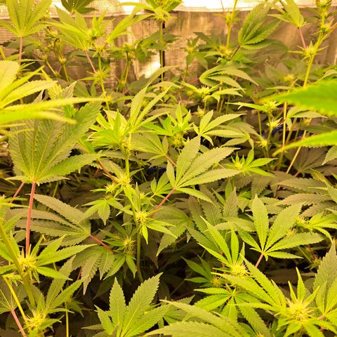 Gg#4 (josey cut) growlog timeline photo