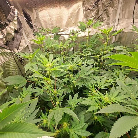 Gg#4 (josey cut) growlog timeline photo
