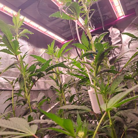 Krillins Kush growlog timeline photo